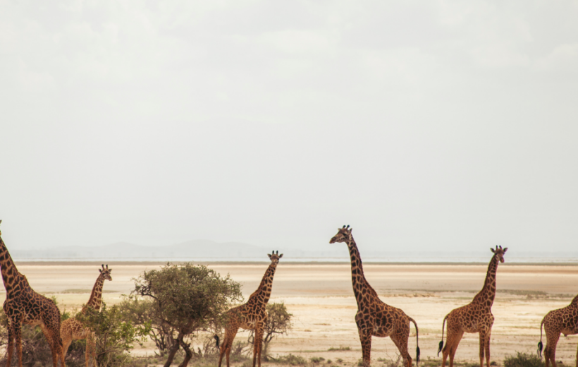 BEST OF UGANDA AND KENYA SAFARI PACKAGE