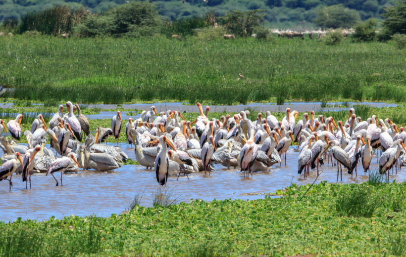8 Days, 7 Nights – Arusha, Lake Manyara, Serengeti, Ngorongoro Crater, and Tarangire