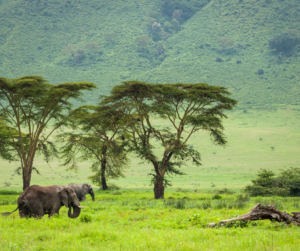 Ngoro Ngoro and Serengeti Photography Safari