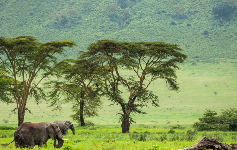 Ngoro Ngoro and Serengeti Photography Safari